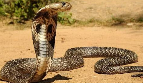 Nằm Mơ Thấy Rắn ku bet 77 Đánh Con Đề Gì Trúng Lớn