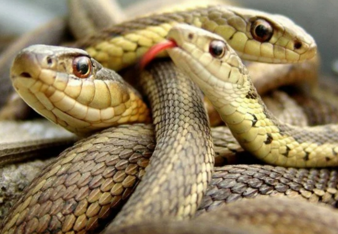 Giải mã giấc mơ rắn kubet  cắn đánh con gì chuẩn xác tại link kubet – kubet111 