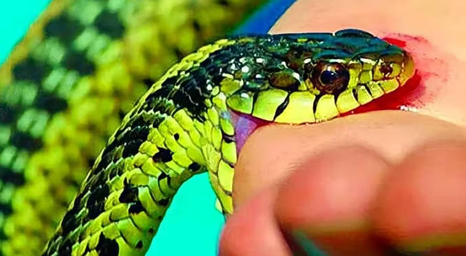 Góc chia sẻ kubeat: Chọn số đẹp khi nằm mơ bị rắn cắn dễ trúng